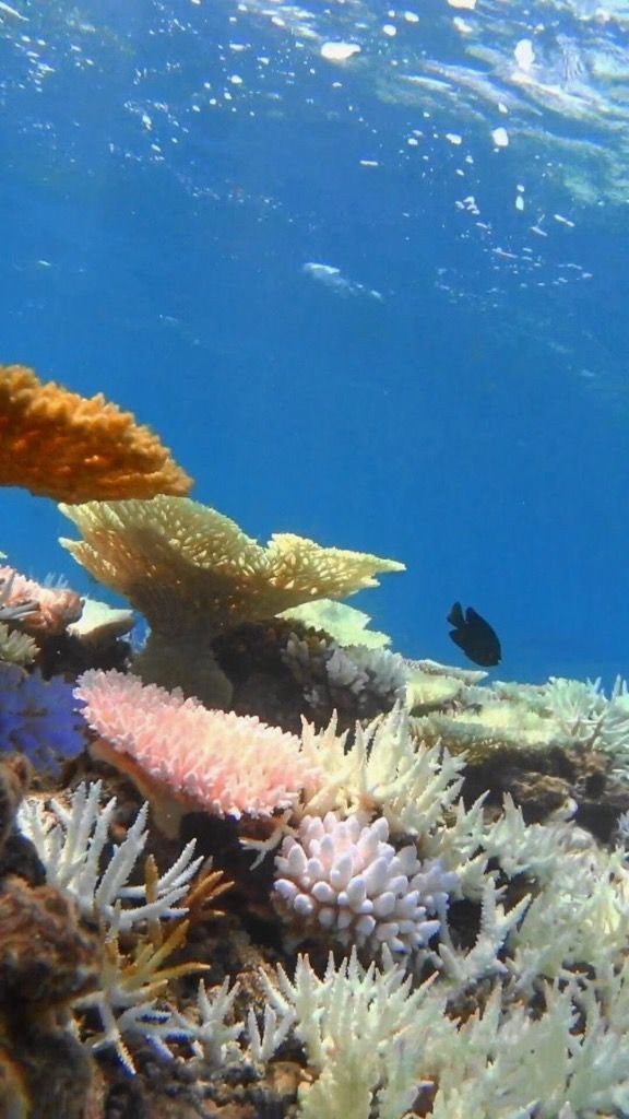 石垣島のサンゴ礁が白化のピンチ。回復を心より願っています。