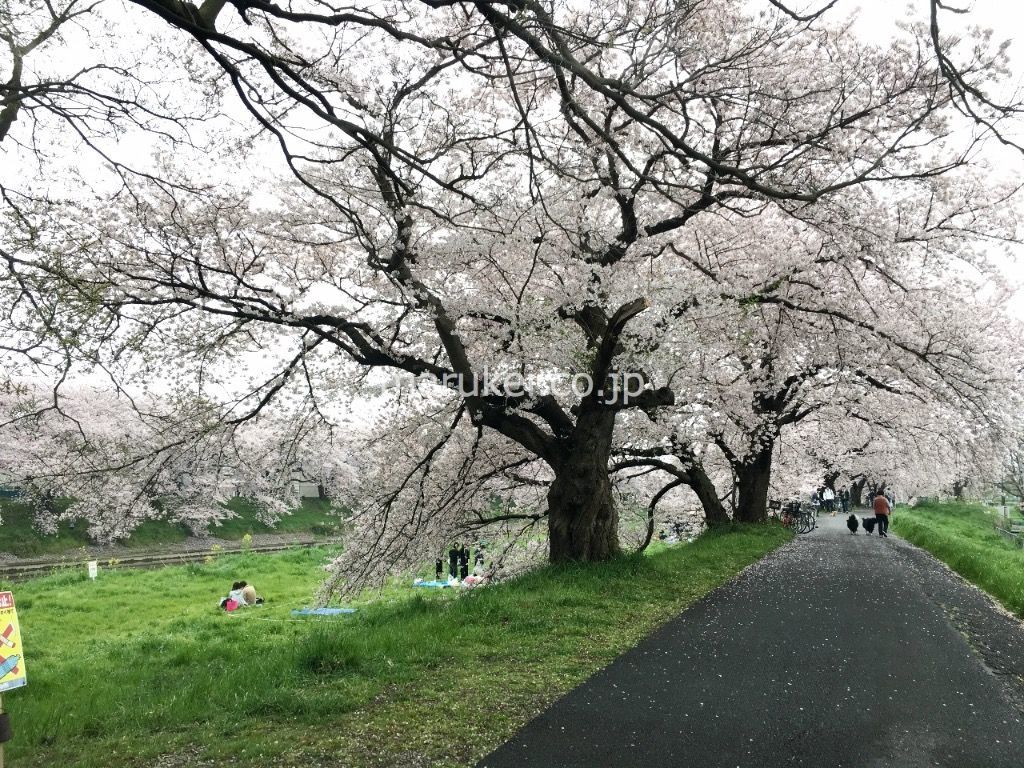 ケイハイツ南荻島からの川沿いの散歩道。春にはこんな素敵な場所を散歩できます。